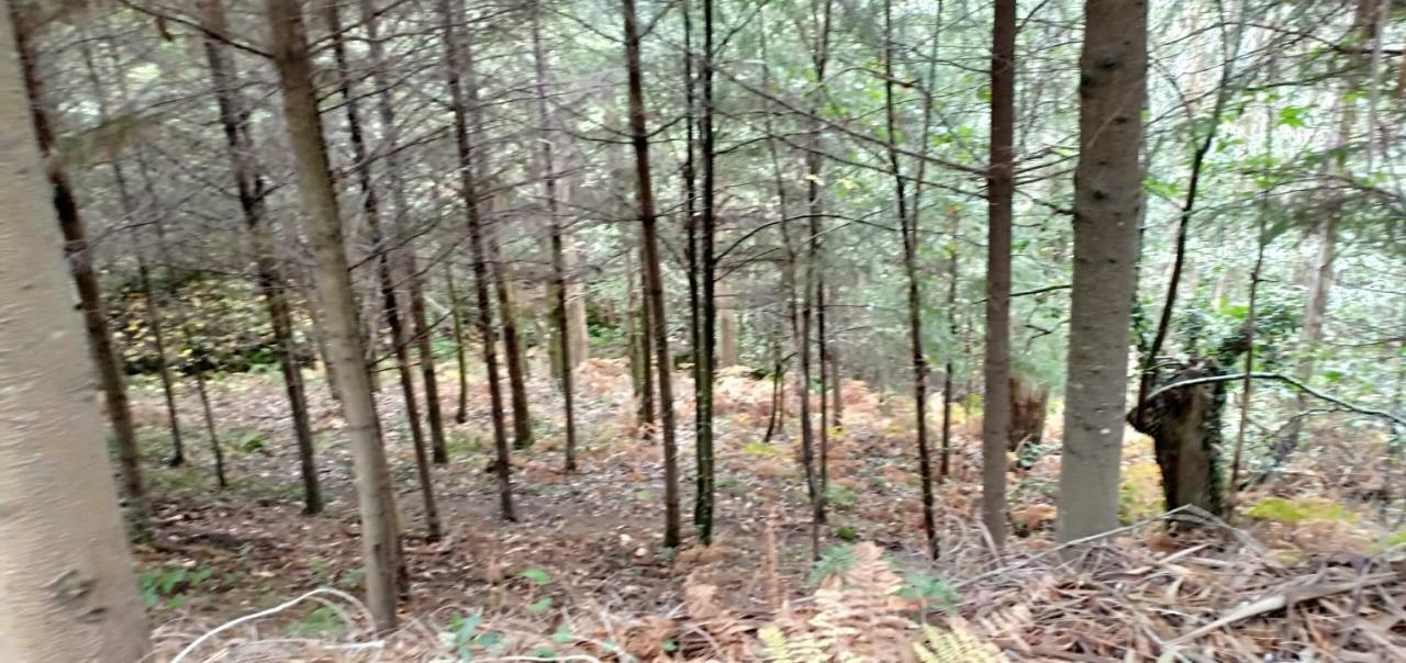 הוילה Nogueira De Ramuin Casa Da Vina - Ribeira Sacra מראה חיצוני תמונה
